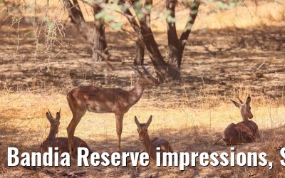 Bandia Reserve impressions, Senegal 30.12.2023