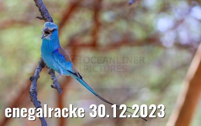 enegalracke 30.12.2023