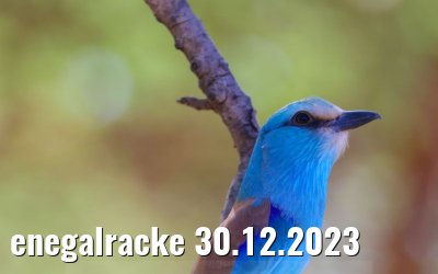 enegalracke 30.12.2023
