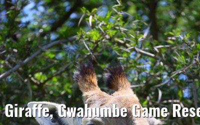 Giraffe, Gwahumbe Game Reserve 20.01.2024