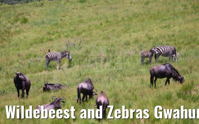 Wildebeest and Zebras Gwahumbe Game Reserve 20.01.2024