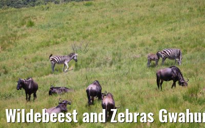 Wildebeest and Zebras Gwahumbe Game Reserve 20.01.2024