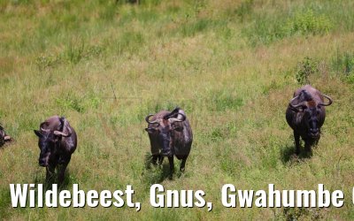 Wildebeest, Gnus, Gwahumbe Game Reserve 20.01.2024