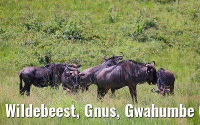 Wildebeest, Gnus, Gwahumbe Game Reserve 20.01.2024
