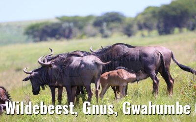 Wildebeest, Gnus, Gwahumbe Game Reserve 20.01.2024