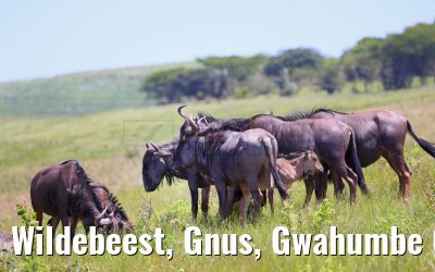 Wildebeest, Gnus, Gwahumbe Game Reserve 20.01.2024