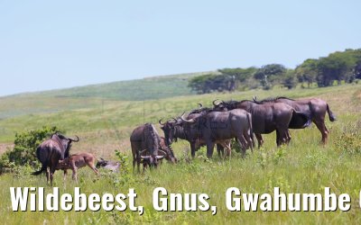 Wildebeest, Gnus, Gwahumbe Game Reserve 20.01.2024