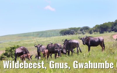 Wildebeest, Gnus, Gwahumbe Game Reserve 20.01.2024