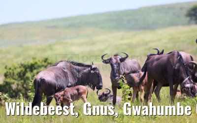 Wildebeest, Gnus, Gwahumbe Game Reserve 20.01.2024