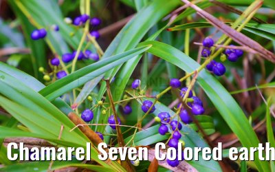 Chamarel Seven Colored earth Geopark Mauritius 28.01.2024
