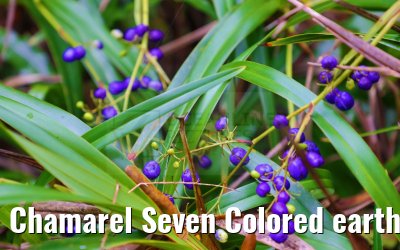Chamarel Seven Colored earth Geopark Mauritius 28.01.2024