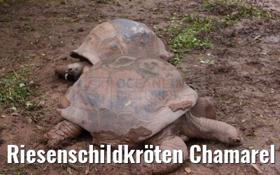 Riesenschildkröten Chamarel Seven Colored Earth Geopark Mauritius
