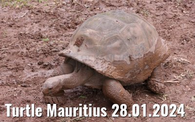 Turtle Mauritius 28.01.2024