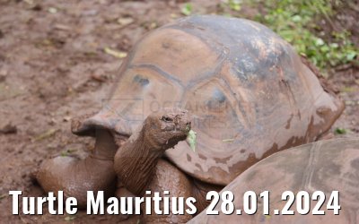 Turtle Mauritius 28.01.2024