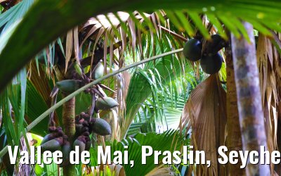 Vallee de Mai, Praslin, Seychelles 31.01.2024