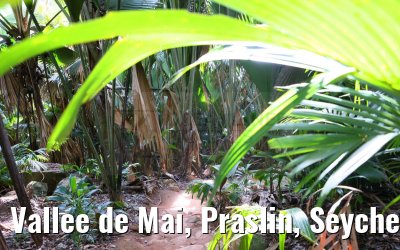 Vallee de Mai, Praslin, Seychelles 31.01.2024