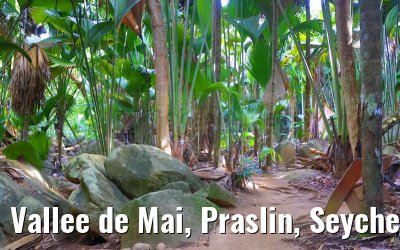 Vallee de Mai, Praslin, Seychelles 31.01.2024