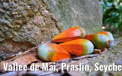 Vallee de Mai, Praslin, Seychelles 31.01.2024
