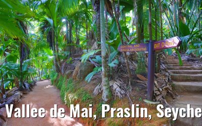 Vallee de Mai, Praslin, Seychelles 31.01.2024