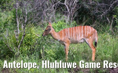 Antelope, Hluhluwe Game Reserve 21.01.2024