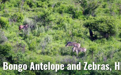 Bongo Antelope and Zebras, Hluhluwe Game Reserve 21.01.2024