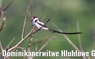 Dominikanerwitwe Hluhluwe Game Reserve 21.01.2024