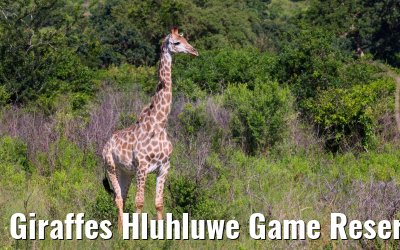 Giraffes Hluhluwe Game Reserve 21.01.2024