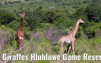 Giraffes Hluhluwe Game Reserve 21.01.2024