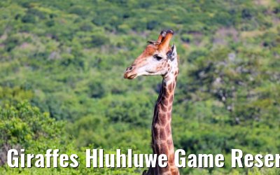 Giraffes Hluhluwe Game Reserve 21.01.2024