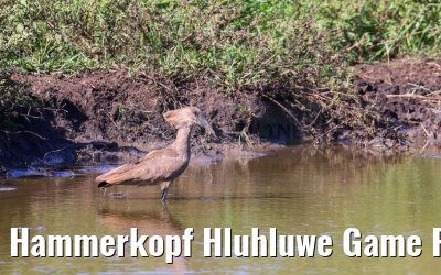 Hammerkopf Hluhluwe Game Reserve 21.01.2024
