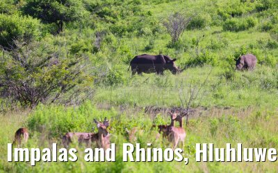 Impalas and Rhinos, Hluhluwe Game Reserve 21.01.2024