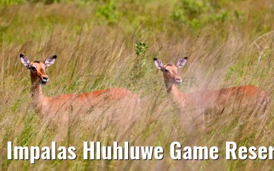 Impalas Hluhluwe Game Reserve 21.01.2024