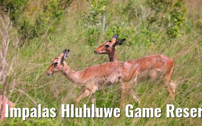 Impalas Hluhluwe Game Reserve 21.01.2024