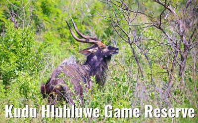 Kudu Hluhluwe Game Reserve 21.01.2024