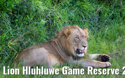 Lion Hluhluwe Game Reserve 21.01.2024