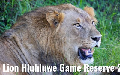 Lion Hluhluwe Game Reserve 21.01.2024