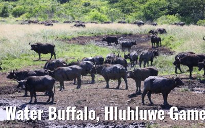 Water Buffalo, Hluhluwe Game Reserve 21.01.2024
