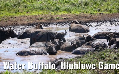 Water Buffalo, Hluhluwe Game Reserve 21.01.2024