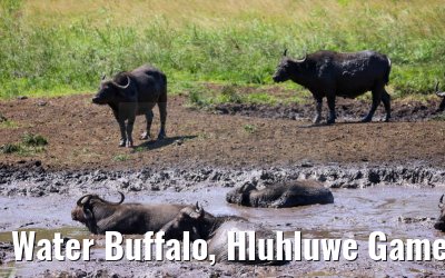 Water Buffalo, Hluhluwe Game Reserve 21.01.2024
