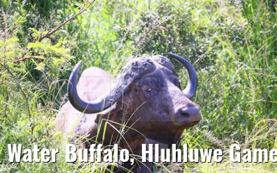 Water Buffalo, Hluhluwe Game Reserve 21.01.2024