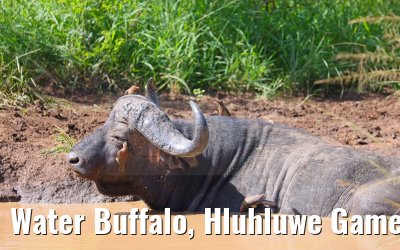 Water Buffalo, Hluhluwe Game Reserve 21.01.2024
