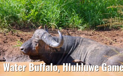 Water Buffalo, Hluhluwe Game Reserve 21.01.2024
