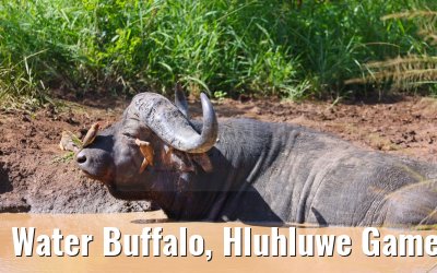 Water Buffalo, Hluhluwe Game Reserve 21.01.2024