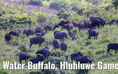 Water Buffalo, Hluhluwe Game Reserve 21.01.2024