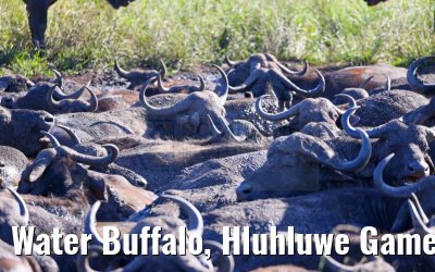 Water Buffalo, Hluhluwe Game Reserve 21.01.2024