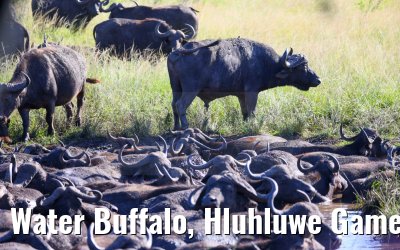 Water Buffalo, Hluhluwe Game Reserve 21.01.2024