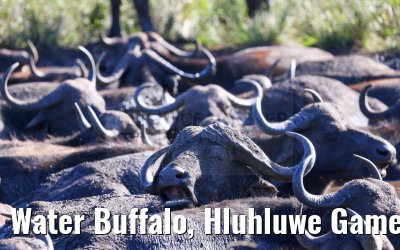 Water Buffalo, Hluhluwe Game Reserve 21.01.2024