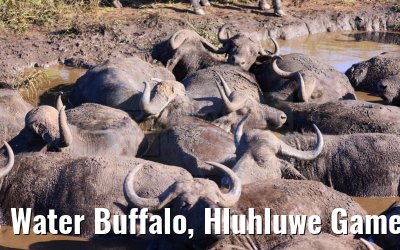 Water Buffalo, Hluhluwe Game Reserve 21.01.2024