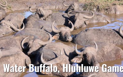 Water Buffalo, Hluhluwe Game Reserve 21.01.2024
