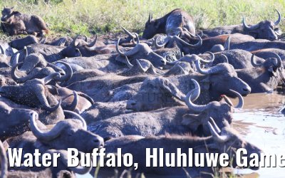 Water Buffalo, Hluhluwe Game Reserve 21.01.2024